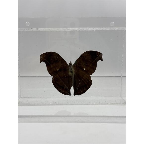 Vtg Great Blue Hookwing. Napeocles jucunda, Mounted butterfly Plexiglass Signed - Picture 8 of 16